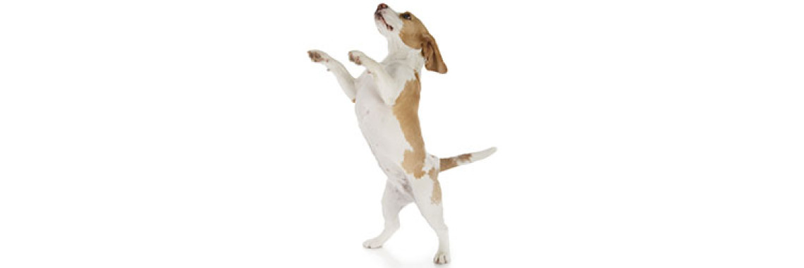 Dog Training: Teaching Puppy Not to Jump or Bite