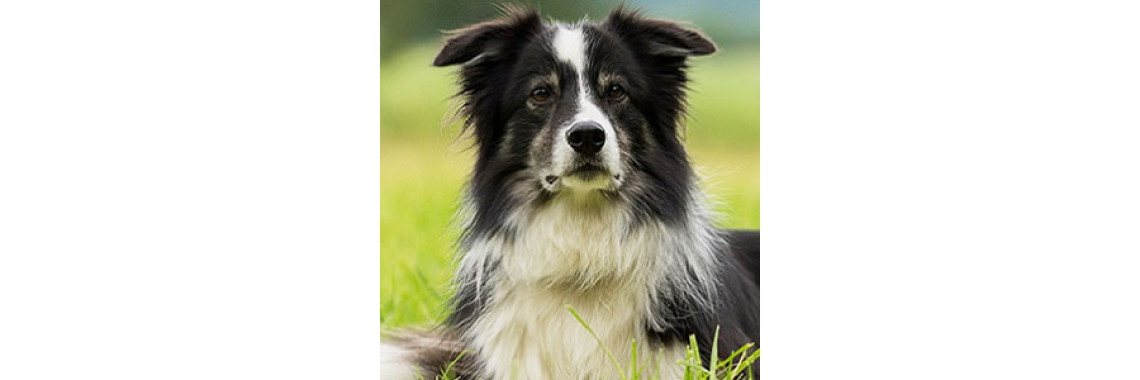 Seizures In Dogs