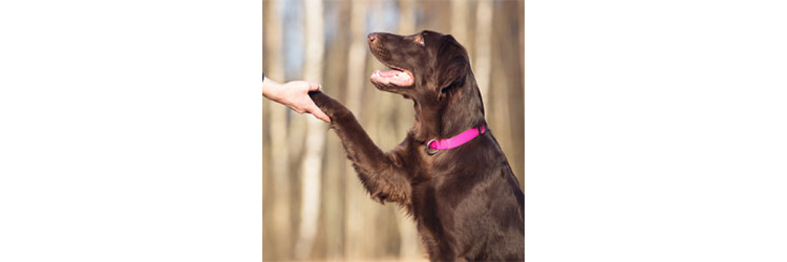 The Lowdown On Dog Clicker Training