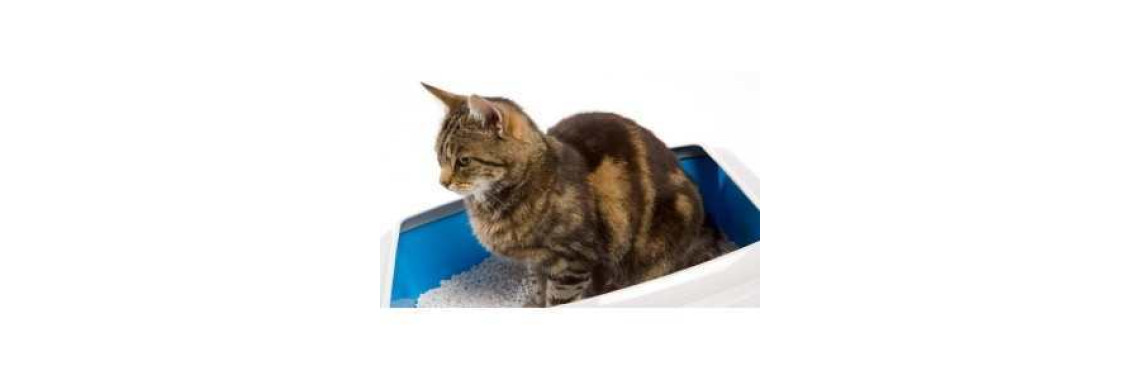 Choosing a Cat Litter For Your Aging Cat