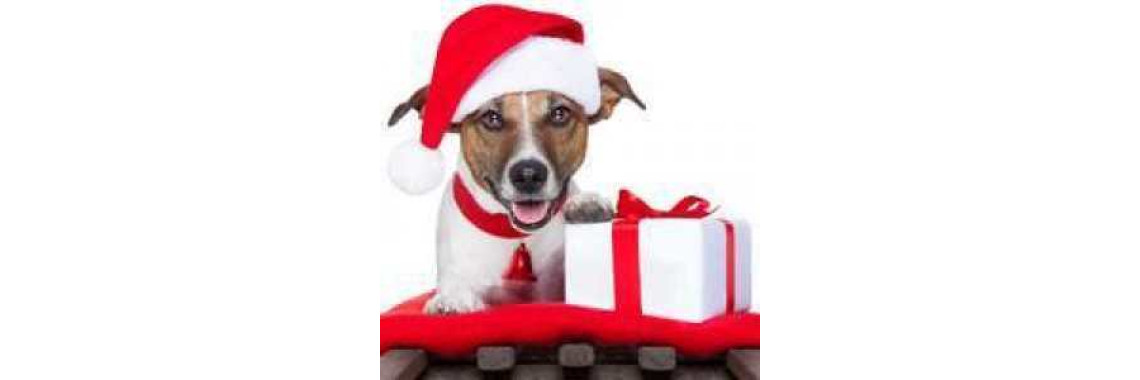 Christmas Gifts for Dog Lovers and their Dogs