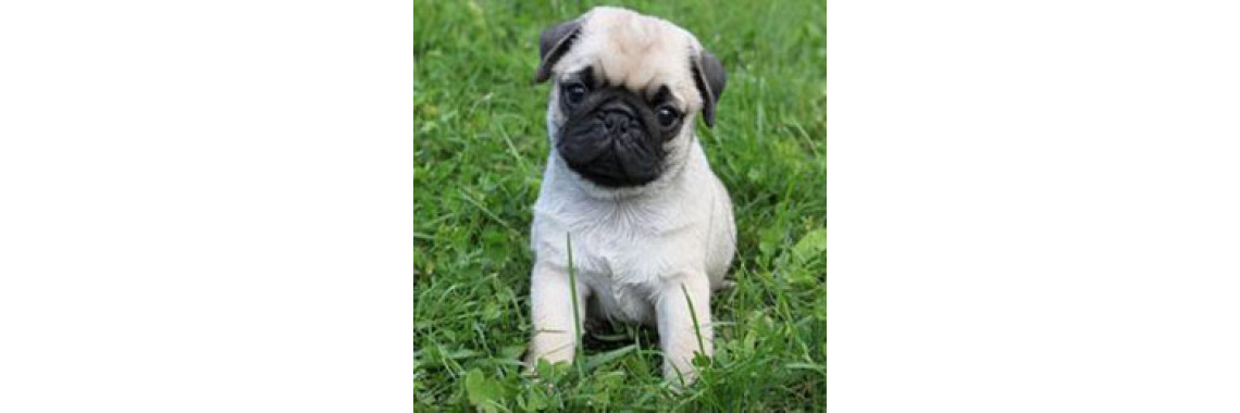 Do You Have A Cute Little Pug?