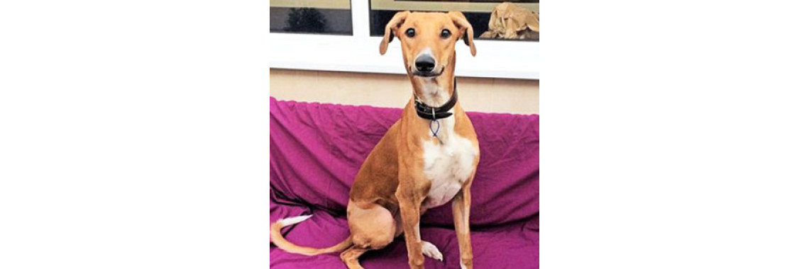 Your Dog At Year 1â€“2!!