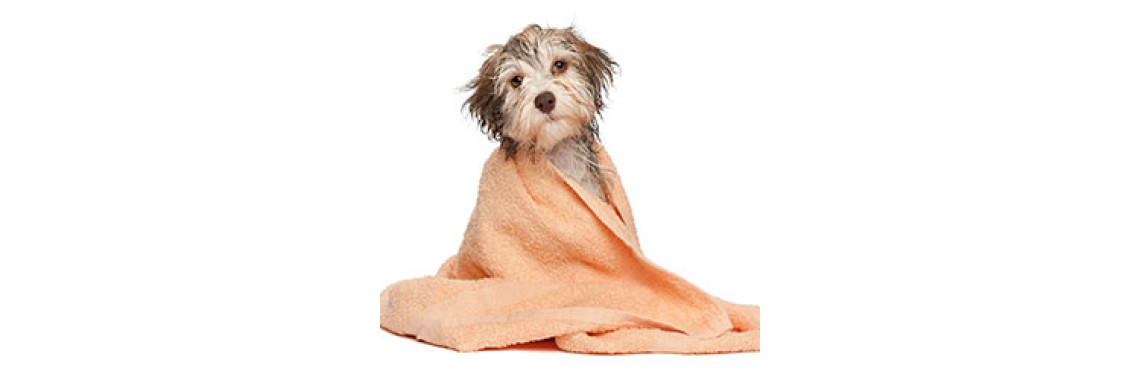 Dog Grooming â€“ Maintaining A Posh Pup