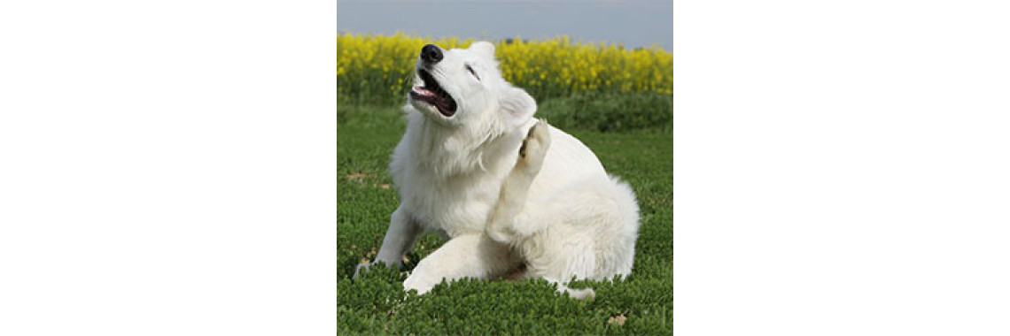Ticks â€“ A Very Serious Threat To Your Dogs Health