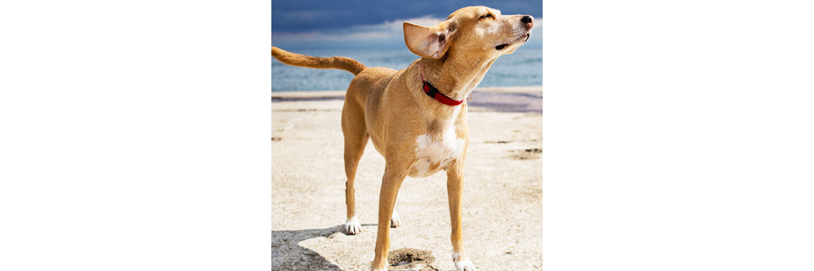 How To Avoid Heat Stress In Your Pet This Summer