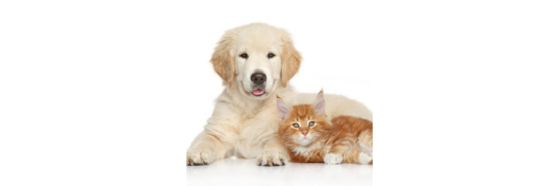 Fido Vs Kitty - Lets Know Them More..