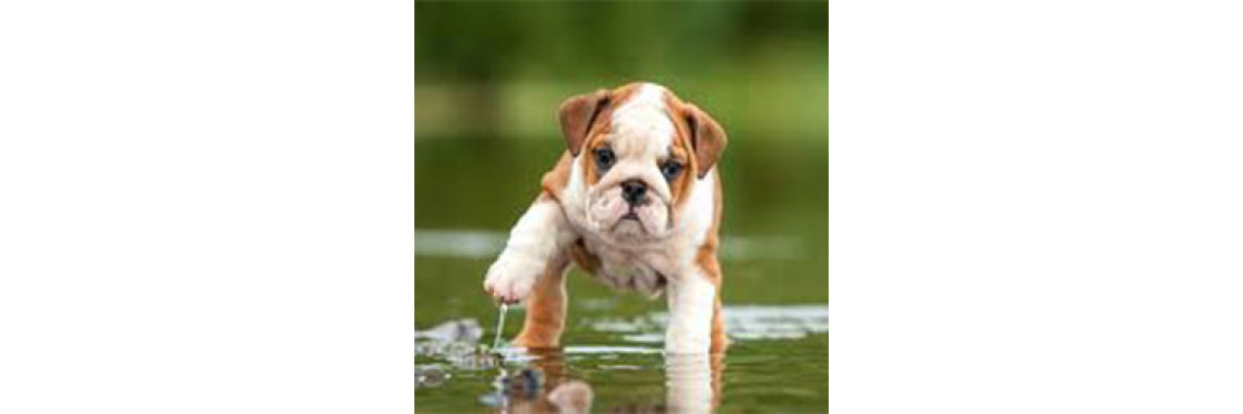 Key Points Checklist Before You Buy Your First Dog