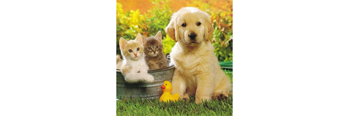 Giving Your Pet A Proper Adoption