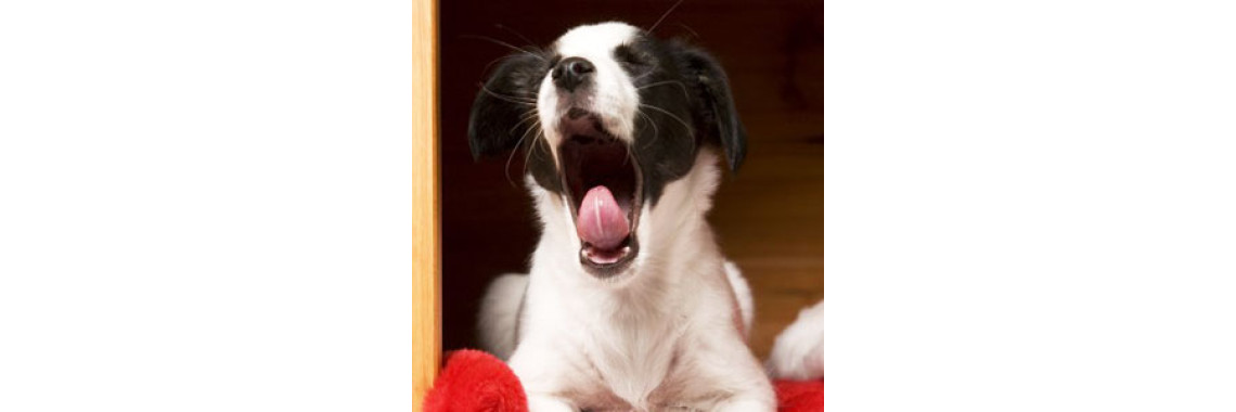Important Tips For Boarding Your Cat Or Dog