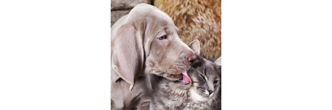 Why Worming Your Pet Is So Important?