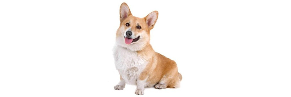 Information about Welsh Terrier Dogs