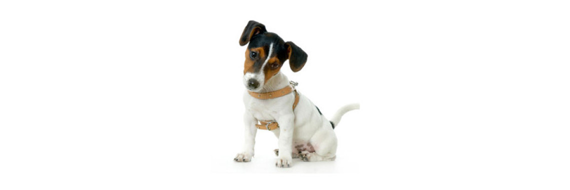 Jack Russell Terrier the facts every owner of this dog should know