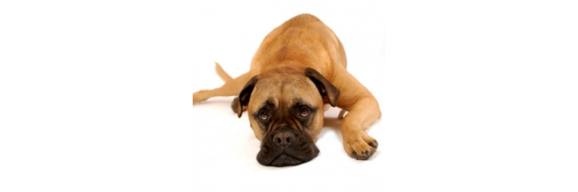 Dehydration In Dogs- A Serious Matter?