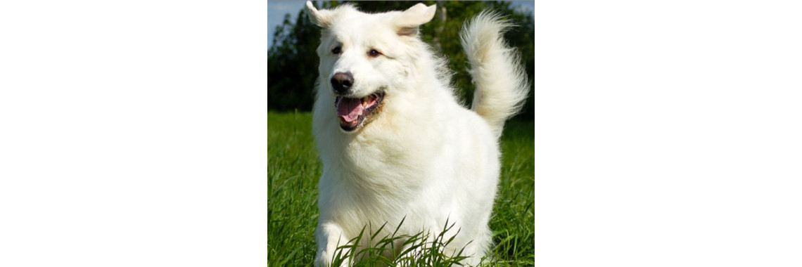 Complete Solution Of Hair-fall & Skin Infection In Dogs