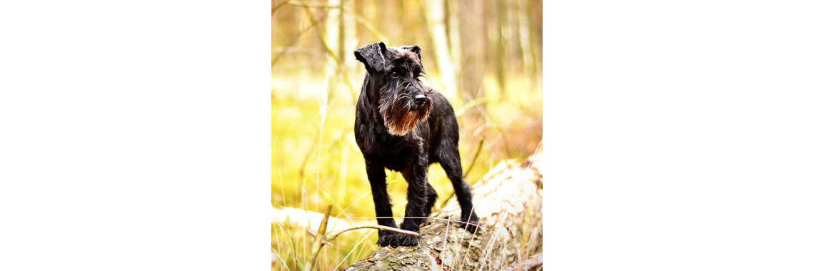 Types of Hypoallergenic Sporting Dogs
