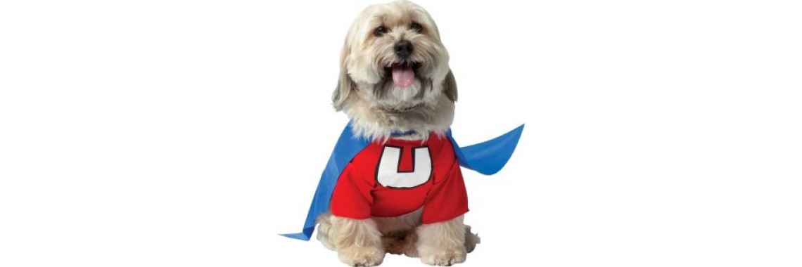 The Playful and Versatile Dog Wheaten Terrier