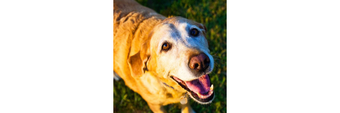 Dealing With Canine Cognitive Dysfunction Aka Dementia In Dogs