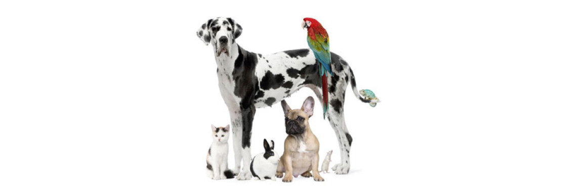 How to Avoid Those Costly Dog Training Bills