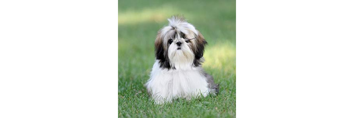 Herbal Products Should Be a Cornerstone of Animal Care