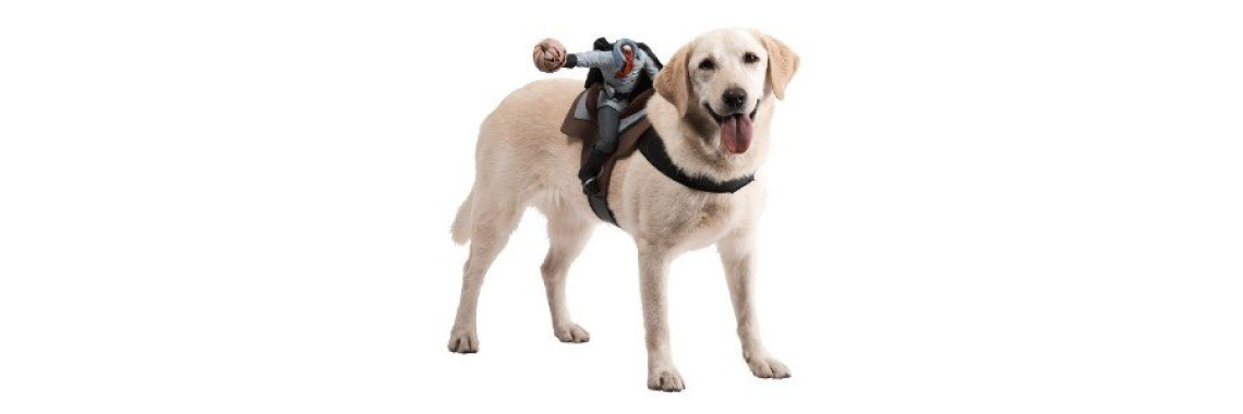Training Your Silky Dog A Terrier Anti Terror Basics