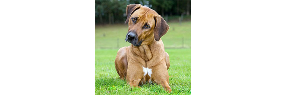 Understanding Dog Behavior - Great Relationship!