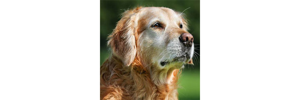 Pet Care - Care Of The Geriatric Dog