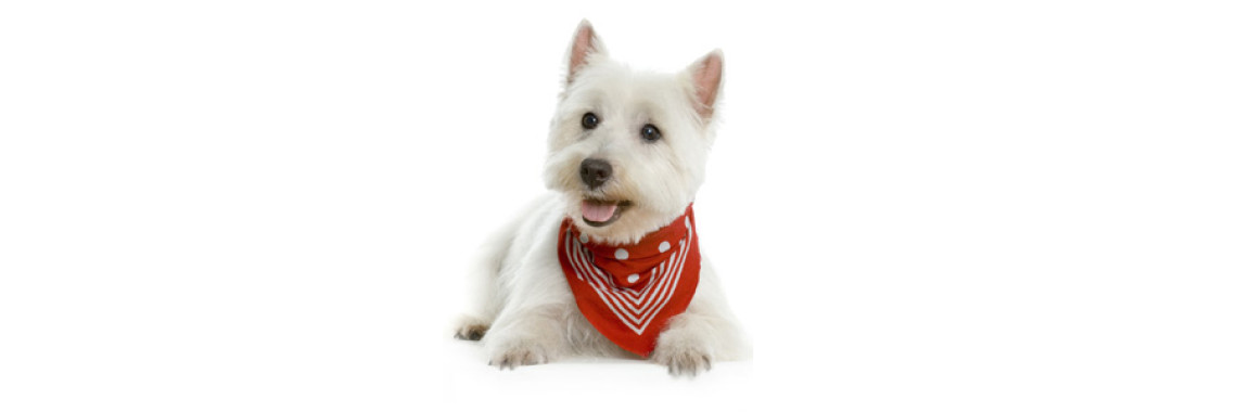 The Dog of the Highlands West Highland White Terrier