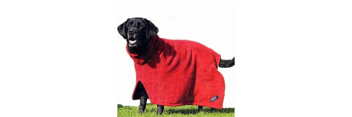 Canine Hydrotherapy Choosing The Right Therapist