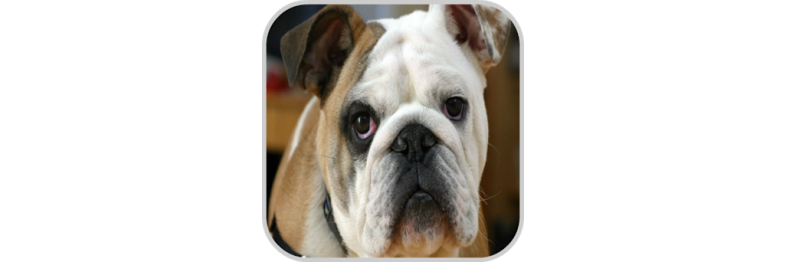 Dog Training Initial Training
