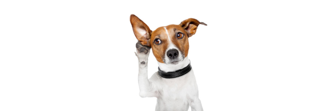 Basic Dog Training Part I