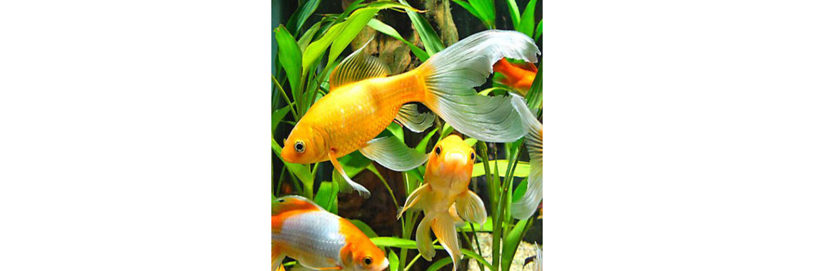Lets Read About Marine Aquarium Care.