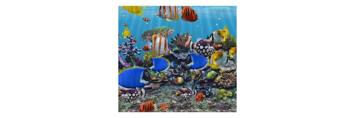 Some Points To Keep In Mind While Choosing A Fish For Your Aquarium