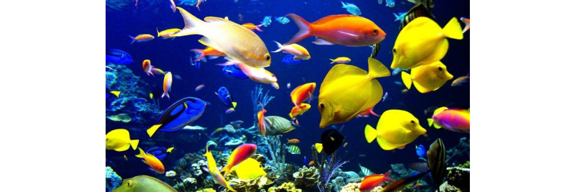 A Beginners Guide To A Clean And Healthy Aquarium