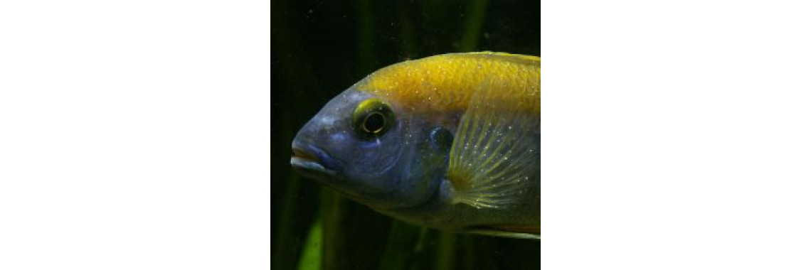 White Spot Disease In Fishes: Symptoms And Cures