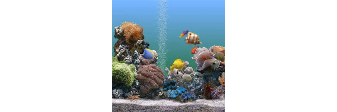 What You Need To Know About Fish Aquarium?