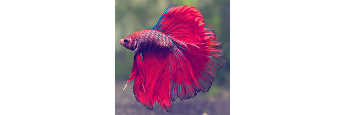 What About Adding Betta Fish In Your Aquarium?