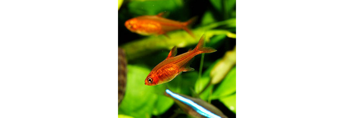 How To Care For Aquarium Fish