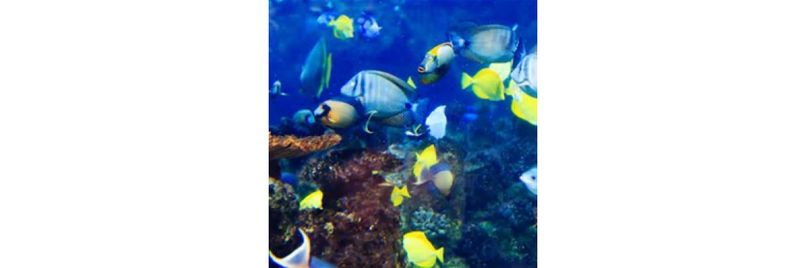 Ever Tried Tropical Fishes In Your Tank?