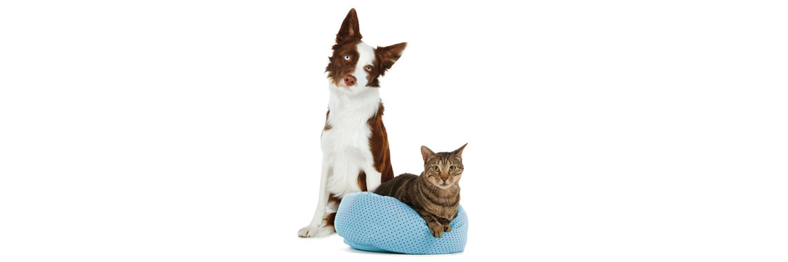 Salmonellosis In Pets