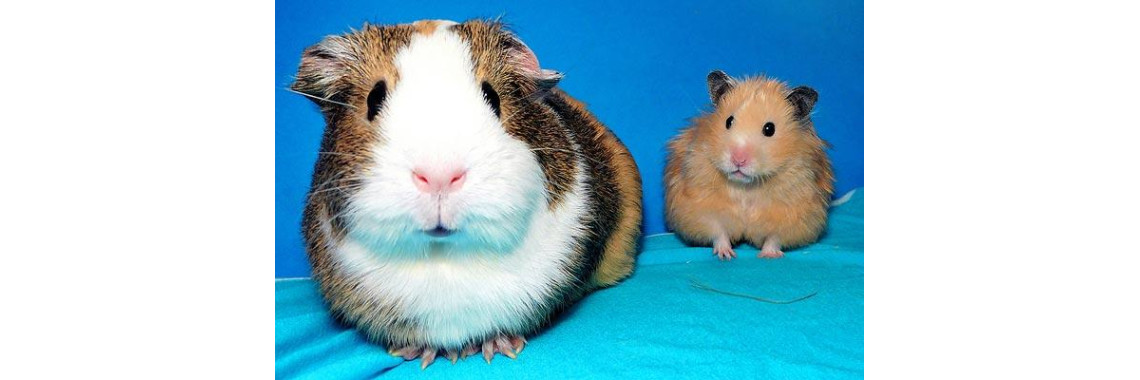 What Should Be Your First Pet For Your Children??