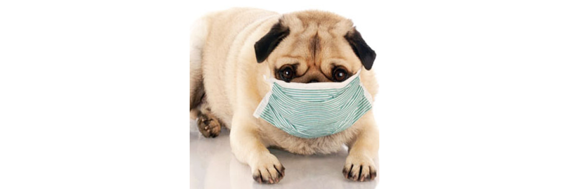 Hypnotherapy To Quit Smoking Helps Your Pets Too