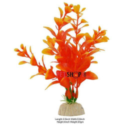 Ambulia Plant Orange